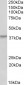 HOXA10 Antibody (internal region)