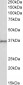 HOXC10 Antibody (internal region)