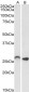 HOXC6 (isoform 1) Antibody (internal region, near N-Term)