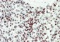 EDF1 Antibody (internal region)