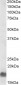 EDF1 Antibody (internal region)