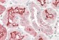 kallikrein 6 Antibody (internal region)