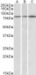 contactin 1 Antibody (internal region)