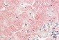 contactin 1 (aa585-870) Antibody (internal region)