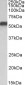 NR5A2 / LRH1 Antibody (internal region)