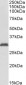 NAT1 (aa272-286) Antibody (C-Term)