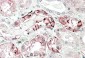 carbonic anhydrase XII (aa188-199) Antibody (internal region)