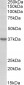 syndecan 1 / CD138 Antibody (internal region)