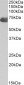 C9 (aa205-216) Antibody (internal region)