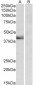 SERPINB1 (aa130-143) Antibody (internal region)