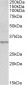 Tropomyosin 4 / TPM4 Antibody (C-Term)