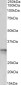 Tropomyosin 4 / TPM4 Antibody (C-Term)