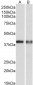 CAPG Antibody (internal region)