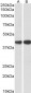 CAPG Antibody (internal region)