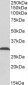 ATP5C1 (aa27-40) Antibody (internal region, near N-Term)