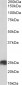ATP5F1 (aa142-153) Antibody (internal region)