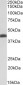 BMI1 Antibody (C-Term)