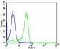 NFKB1 Antibody