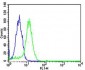 USP11 Antibody (C-term R565)