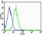 PPT1 Antibody (C-term)