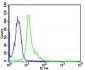 FYN Antibody