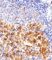 FYN Antibody