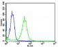 MAFK Antibody