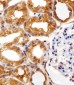RPS6 Antibody (N-term)