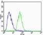 GABAA Receptor, α6-Subunit Antibody