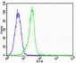 Metabotropic Glutamate Receptor 5/1a Antibody