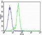 Tyrosine Hydroxylase Antibody