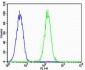 NSF Antibody