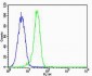 Phospho-Ser327 GABAA Receptor, γ2 subunit Antibody