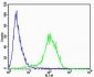 Phospho-Tyr1325 NMDA NR2A-Subunit Antibody