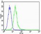 Phospho-Ser940 Potassium Chloride Cotransporter (KCC2) Antibody