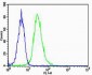 Phospho-Ser187 SNAP25 Antibody