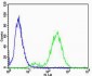 CB2 Antibody (C-term)