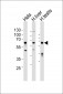 CLU Antibody (N-term)