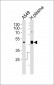 CLU Antibody (N-term)