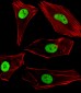 SUMO2/3 Antibody (C-term)