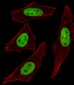 SUMO2/3 Antibody (C-term)