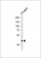 PLD2 Antibody (N-term)