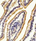 Alkaline Phosphatase (ALPI) Antibody (Center)