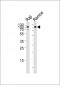 CD19 Antibody (C-term)