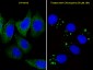 ATG5 Antibody (C-term)