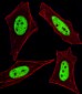 Cellular Apoptosis Susceptibility Antibody (C-term)