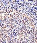 Cellular Apoptosis Susceptibility Antibody (C-term)