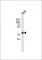 Mouse Pbk Antibody(N-term)