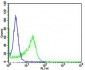 IL4R Antibody (C-term)