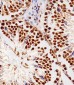 RBX1 Antibody (C-term)